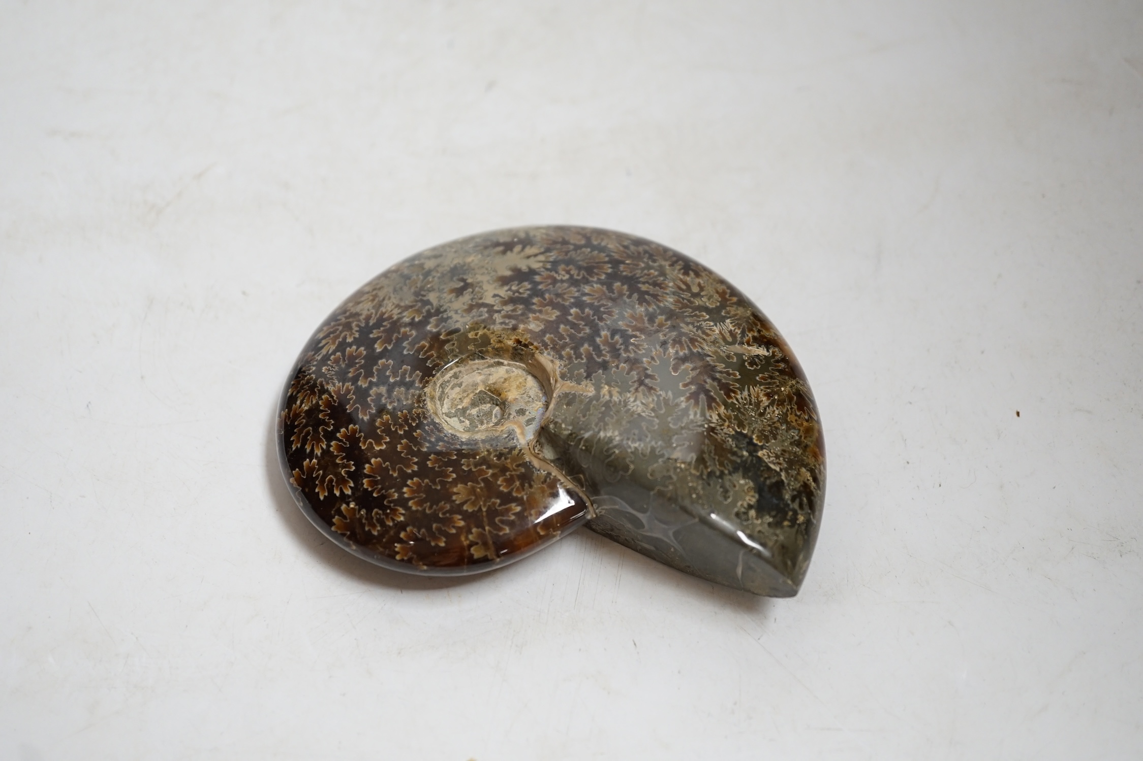Three polished ammonite fossils, largest 14cm wide. Condition - fair to good